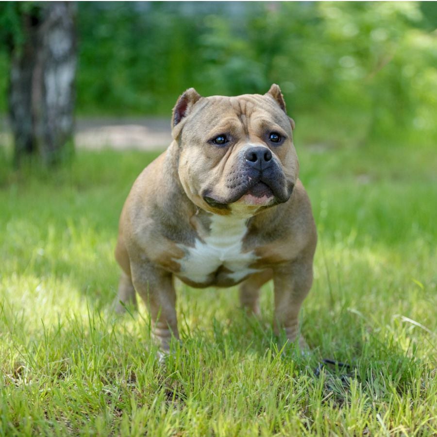 bulldog americano y bully americano son lo mismo