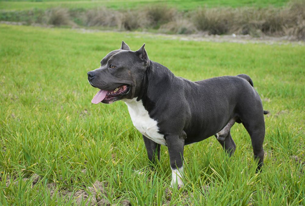 que tan musculoso es un bull terrier