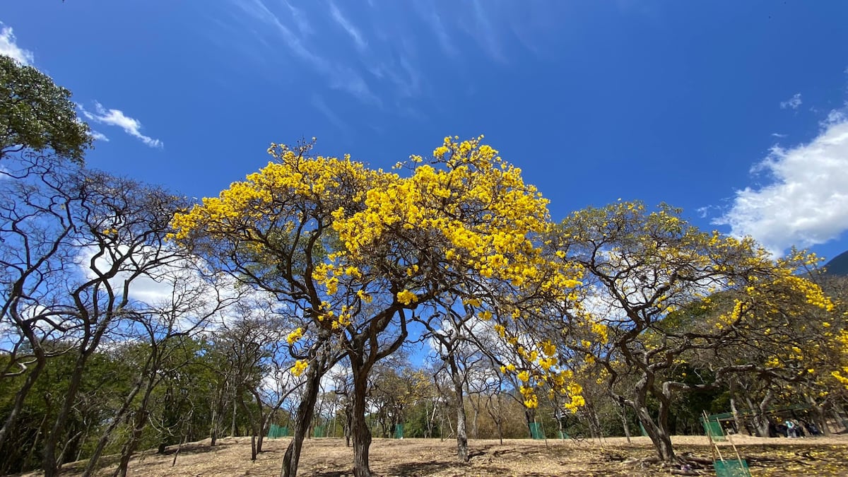 “Ven, vamos a hacer un tour de guayacanes por Panamá”: 13 fotos de los más coloridos del verano