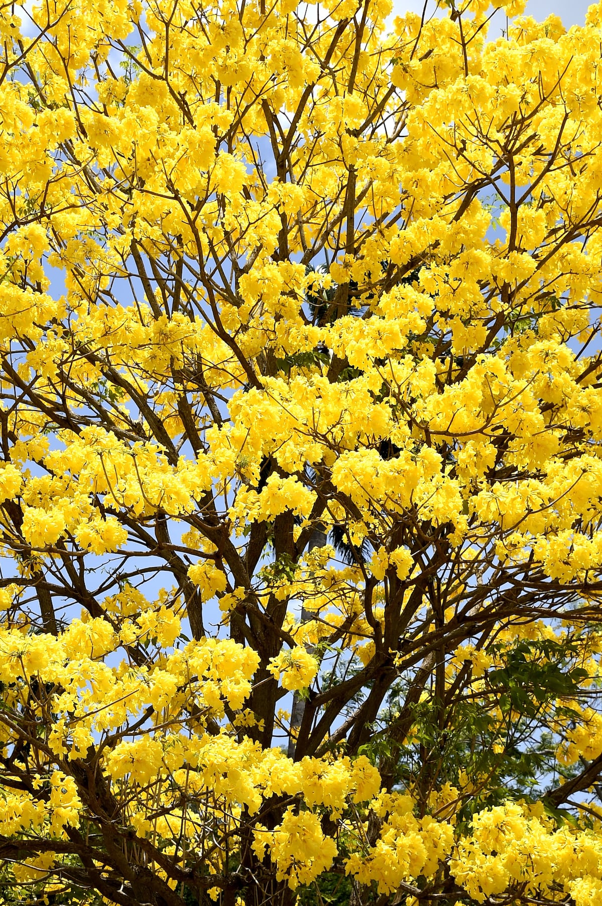 10 fotos de guayacanes en Panamá para poner como fondo de pantalla en tu celular