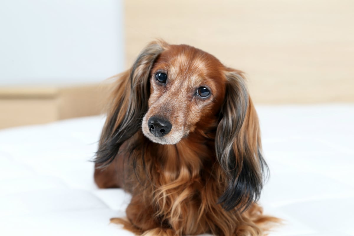 Cómo elegir una guardería canina