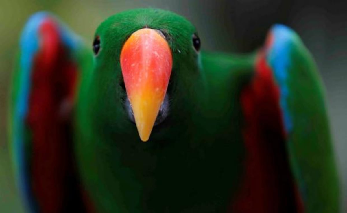 Paseo por el zoológico