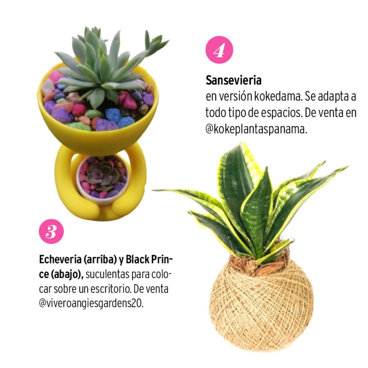 8 plantas para mi escritorio en casa