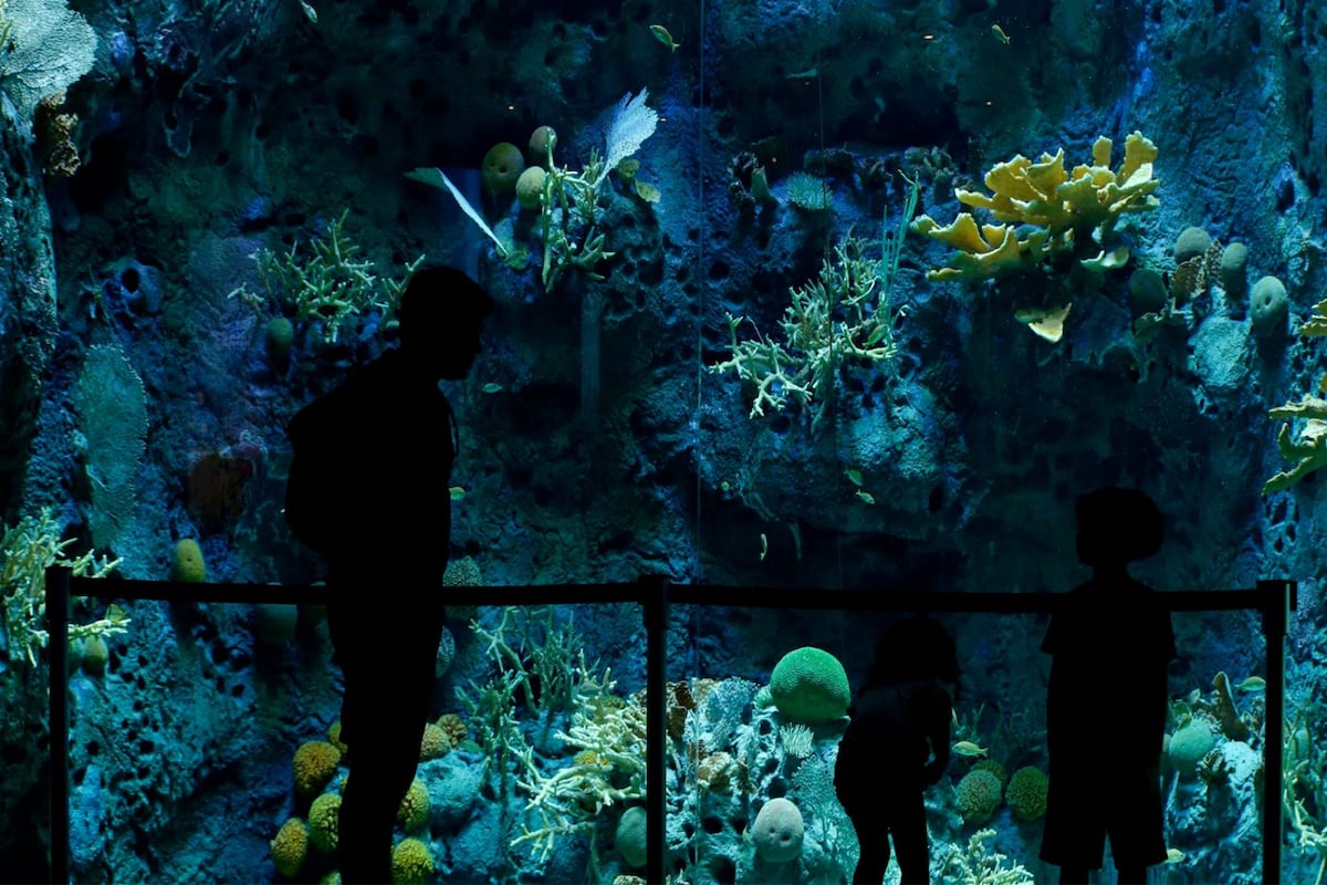 Océanos divididos, el nuevo acuario del Biomuseo