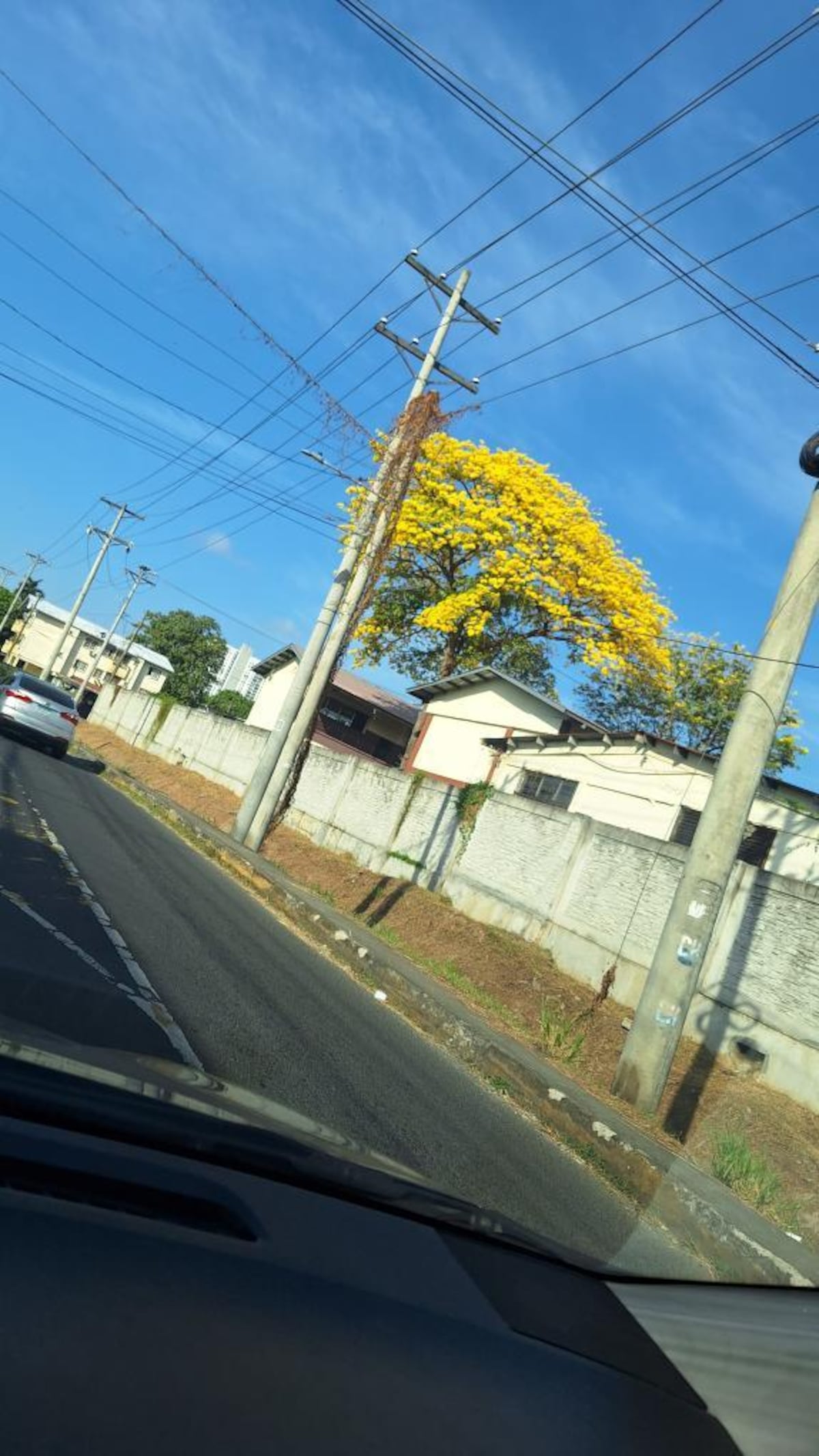 Tour de guayacanes en Panamá y en el interior del país (segunda parte)