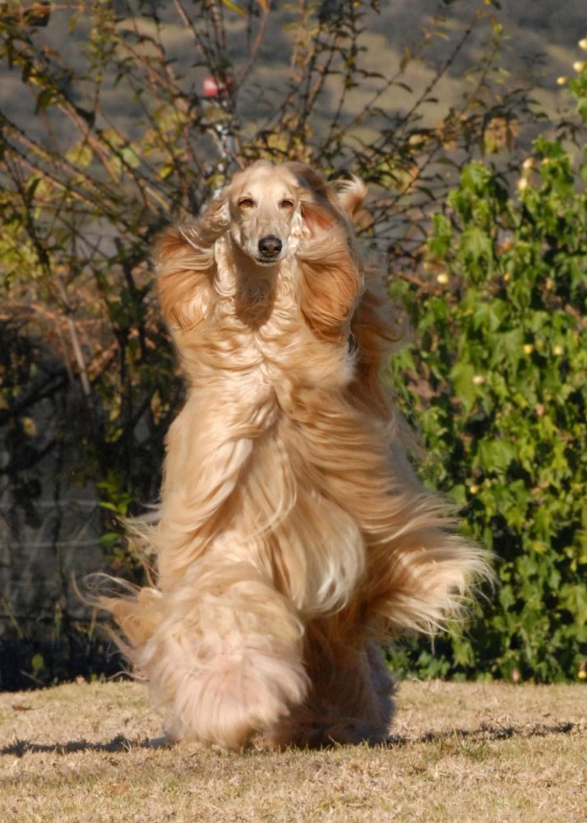 El majestuoso galgo afgano