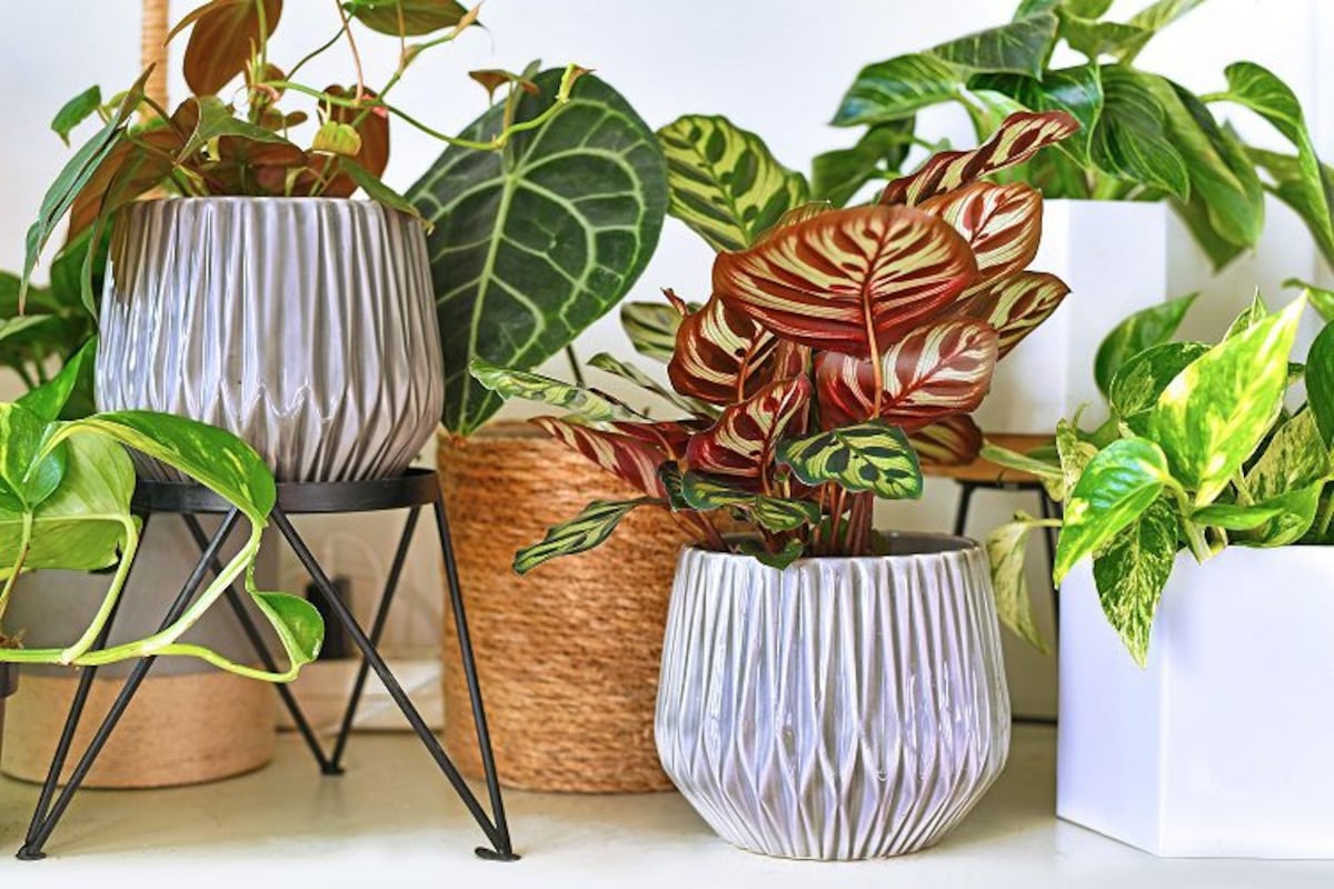 Dónde colocar las plantas (para que vivan felices) en un apartamento