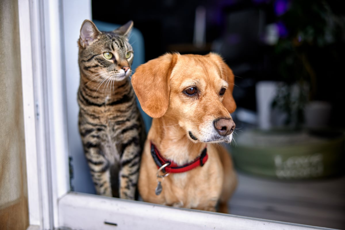 Jornada de esterilización masiva de gatos y perros en Portobelo