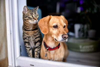 Jornada de esterilización masiva de gatos y perros en Portobelo