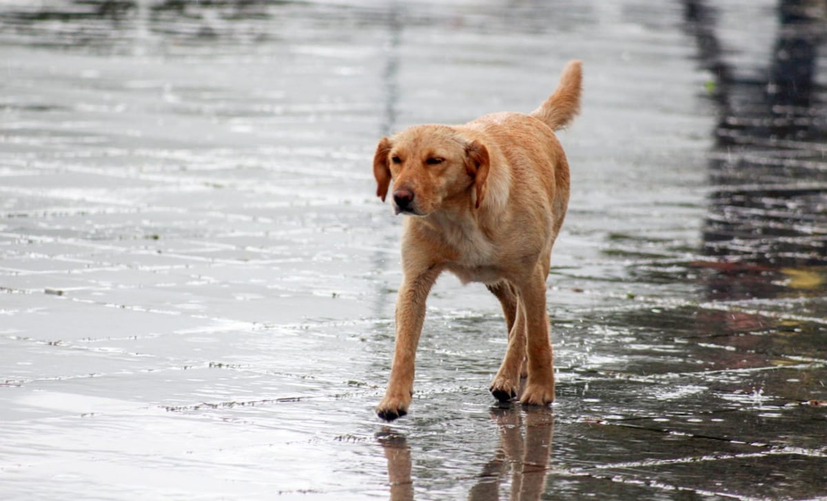 Los perros que viven en las calles