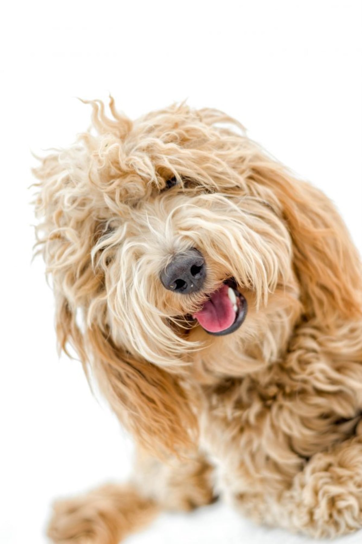 La historia del ‘labradoodle’