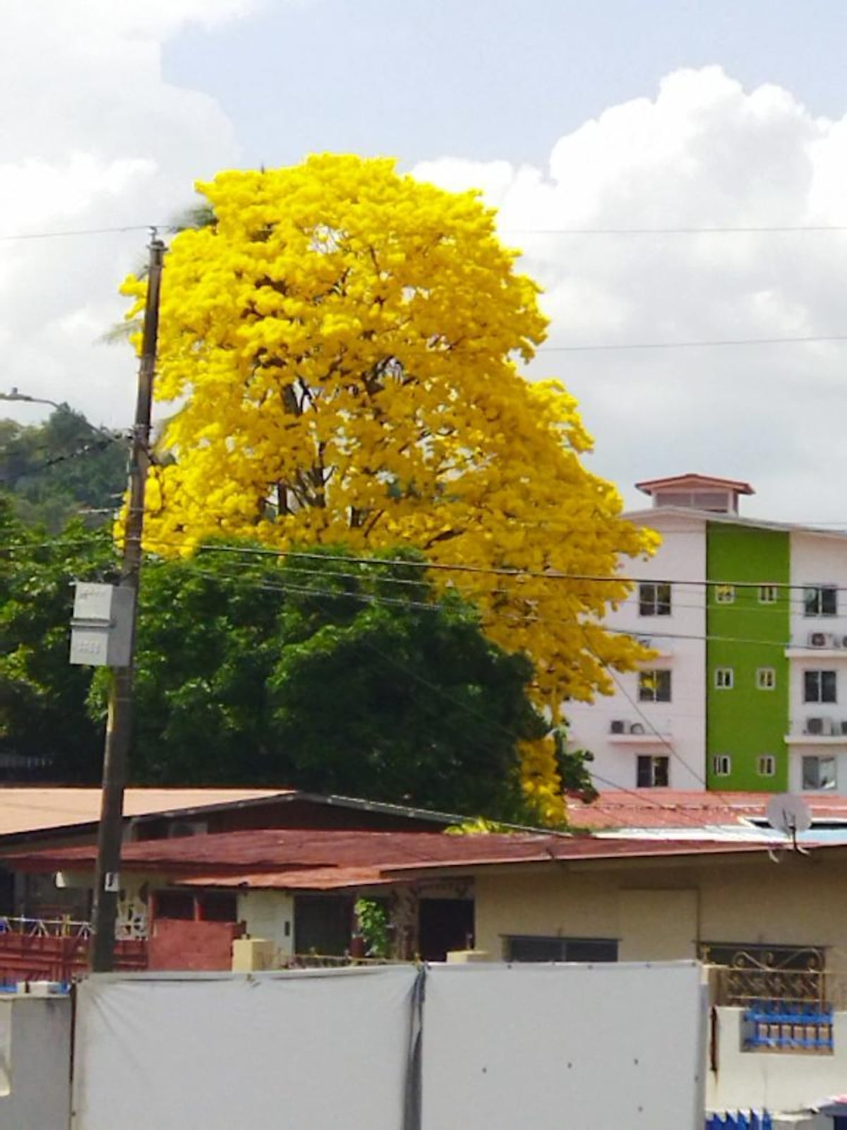 Tour de guayacanes en Panamá y en el interior del país (segunda parte)