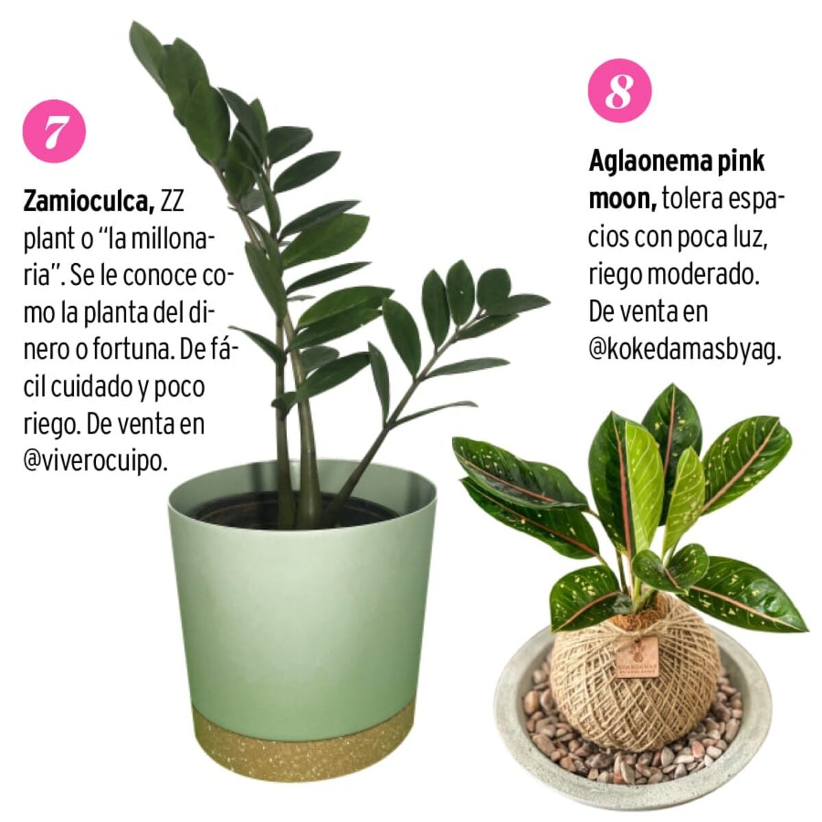 8 plantas para mi escritorio en casa