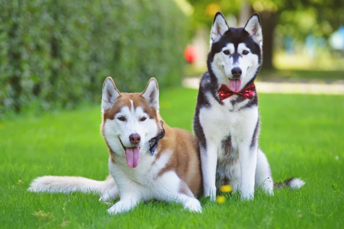 Antes de elegir un ‘husky’ siberiano, asegúrese de comprender su comportamiento