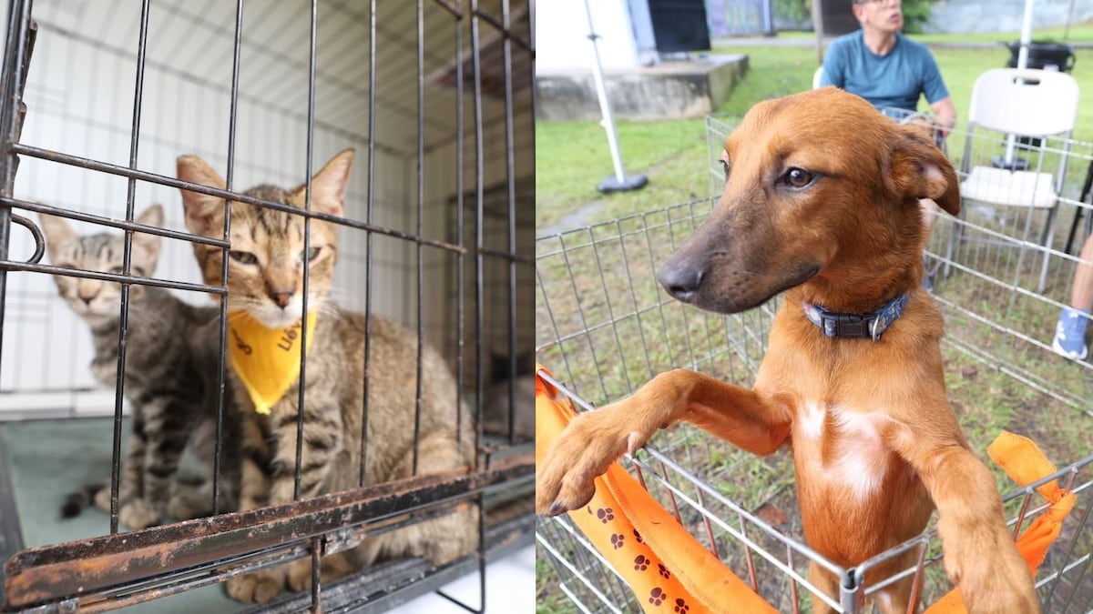 Jornada de esterilización masiva de gatos y perros en Veracruz