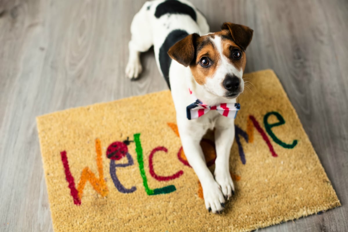 Cómo preparar la casa para la llegada de una mascota