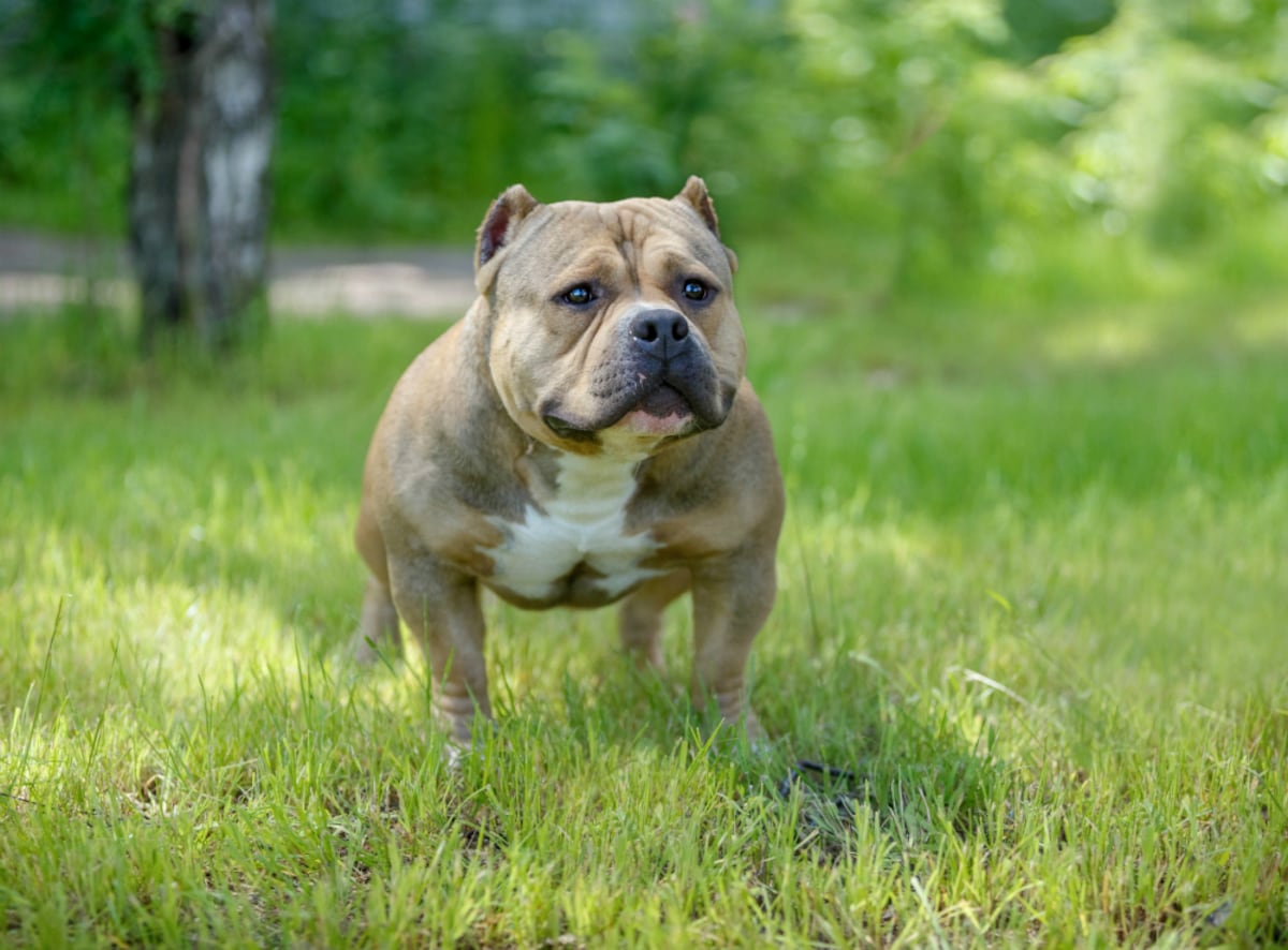 El ‘American Bully’, tan musculoso como tierno