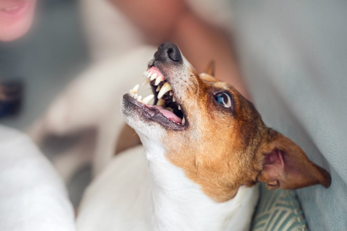 Síndrome de la furia canina