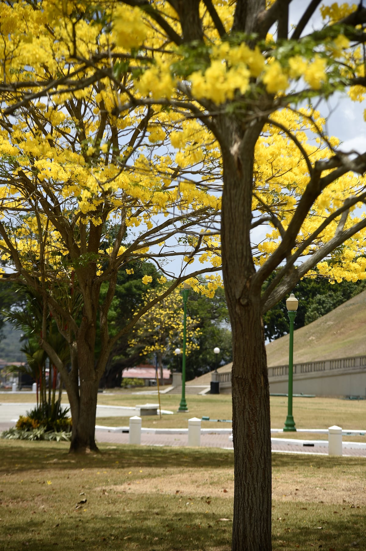 10 fotos de guayacanes en Panamá para poner como fondo de pantalla en tu celular