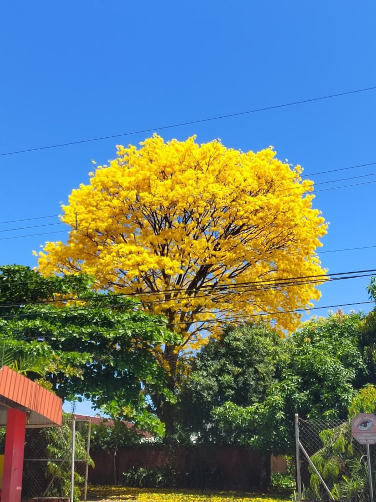 Tour de guayacanes en Panamá y en el interior del país (segunda parte)