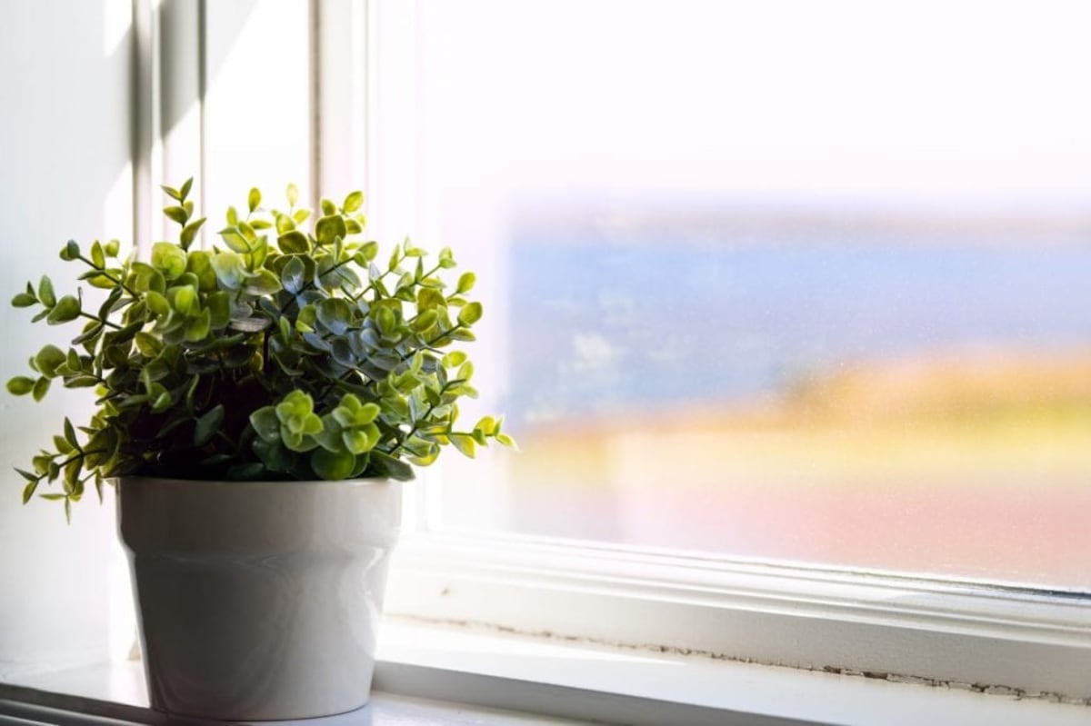 Rocíar, abonar y otros mimos para tus plantas en cuarentena