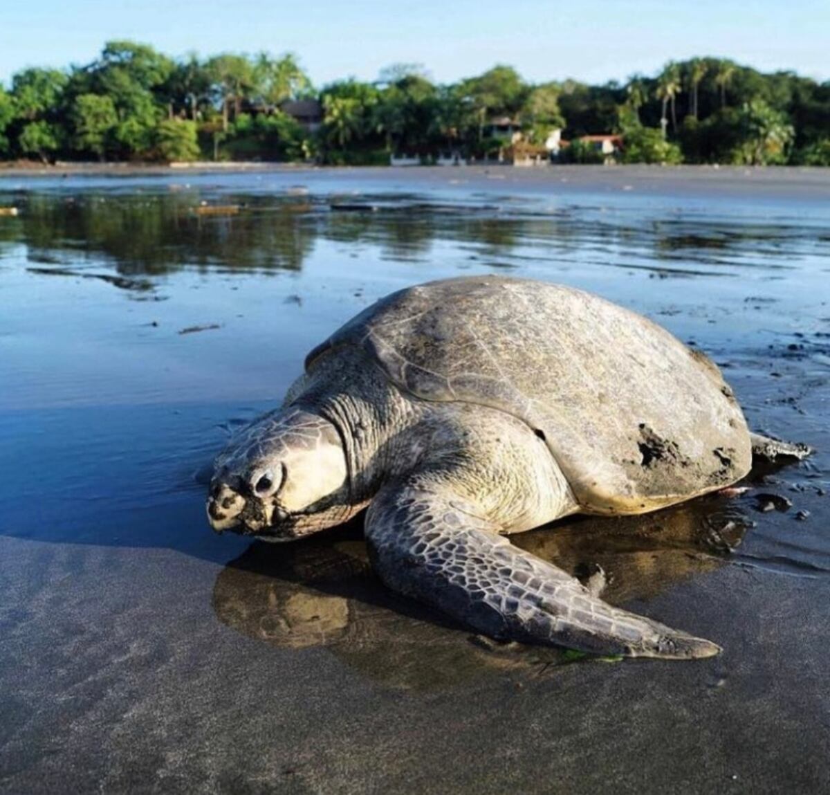 Encuentran muerta a una tortuga marina en playa de Cambutal