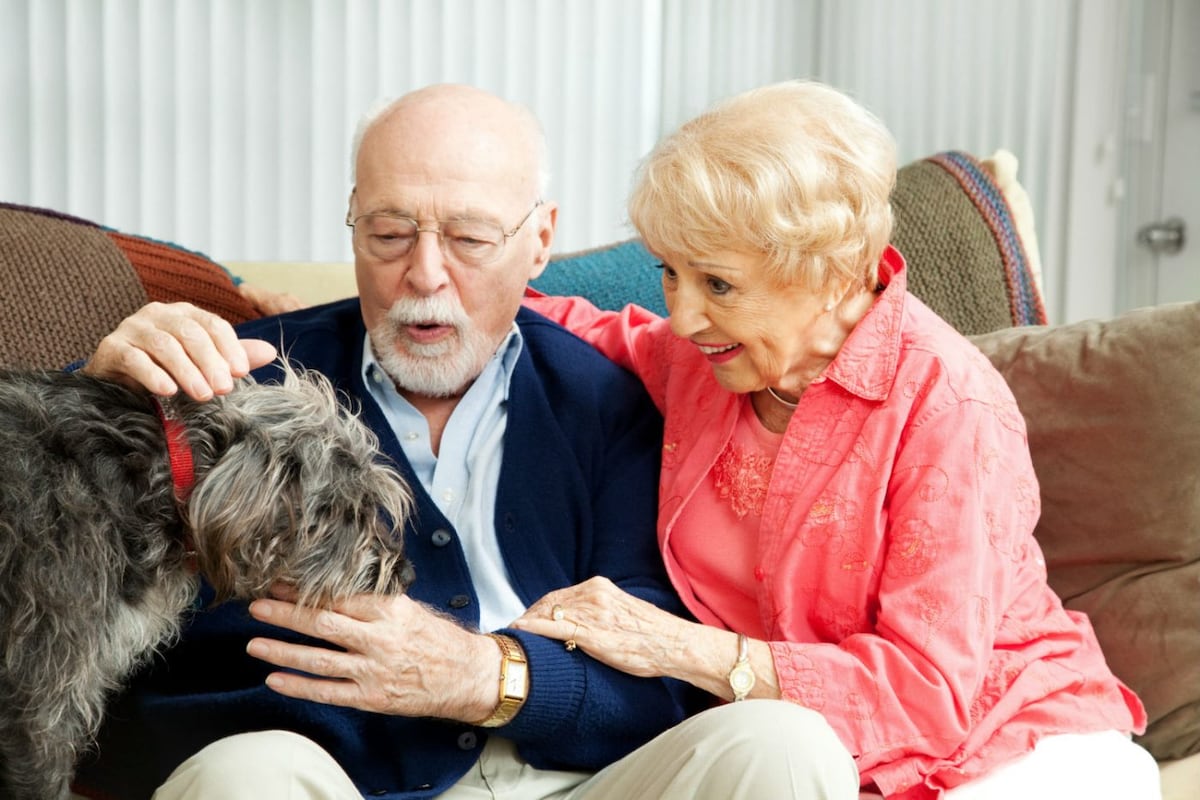 Perros ideales para personas mayores