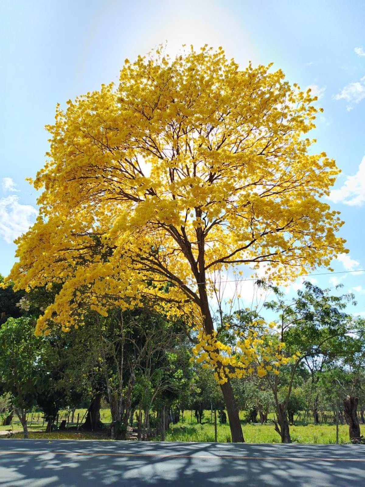 Tour de guayacanes en Panamá y en el interior del país (segunda parte)