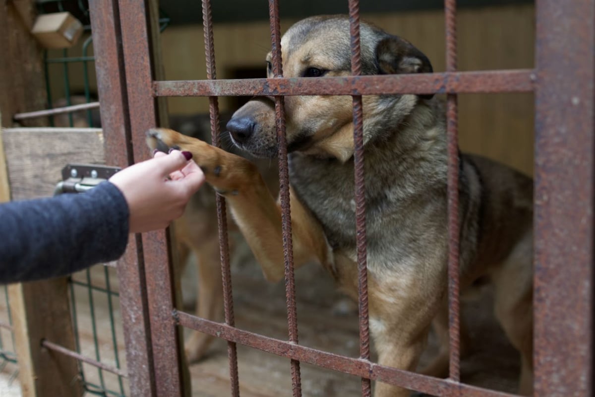 Pena de cárcel para los que maltraten animales