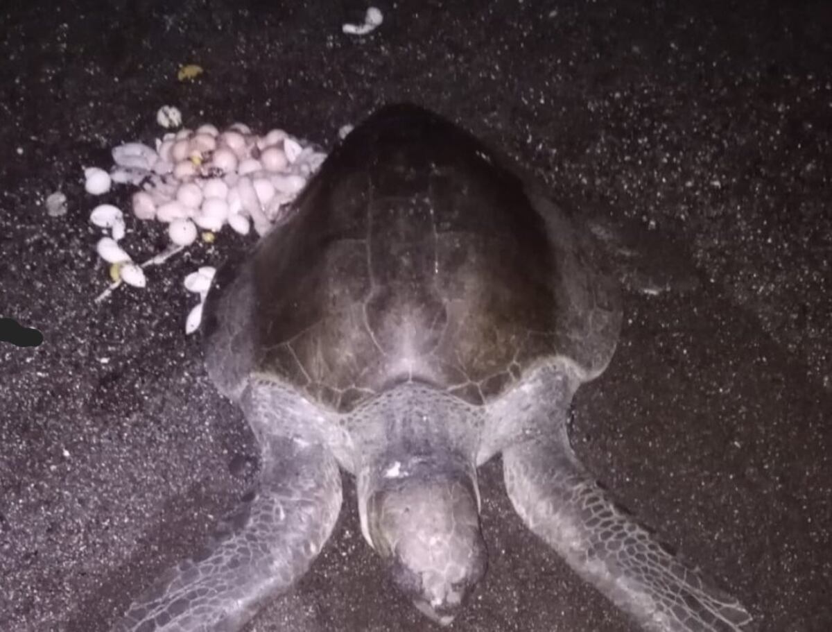 Encuentran muerta a una tortuga marina en playa de Cambutal