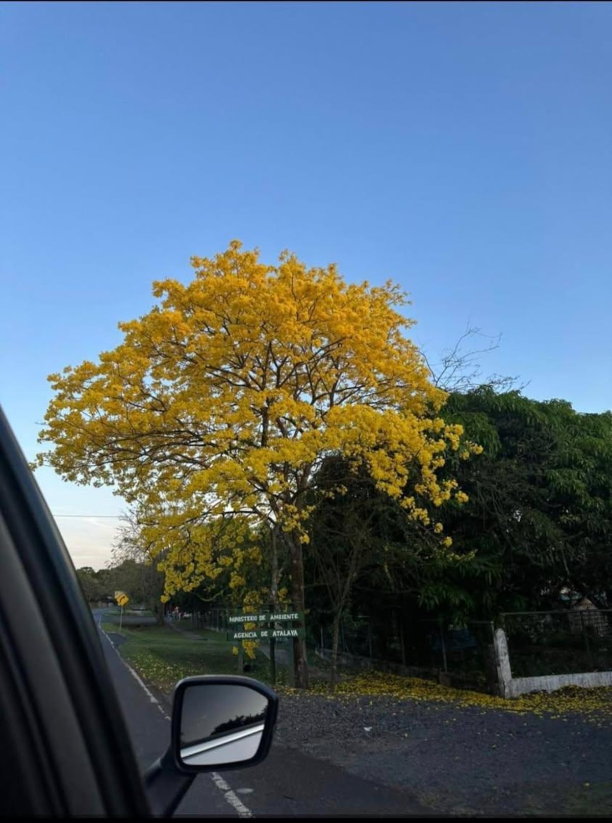 Tour de guayacanes en Panamá y en el interior del país (segunda parte)