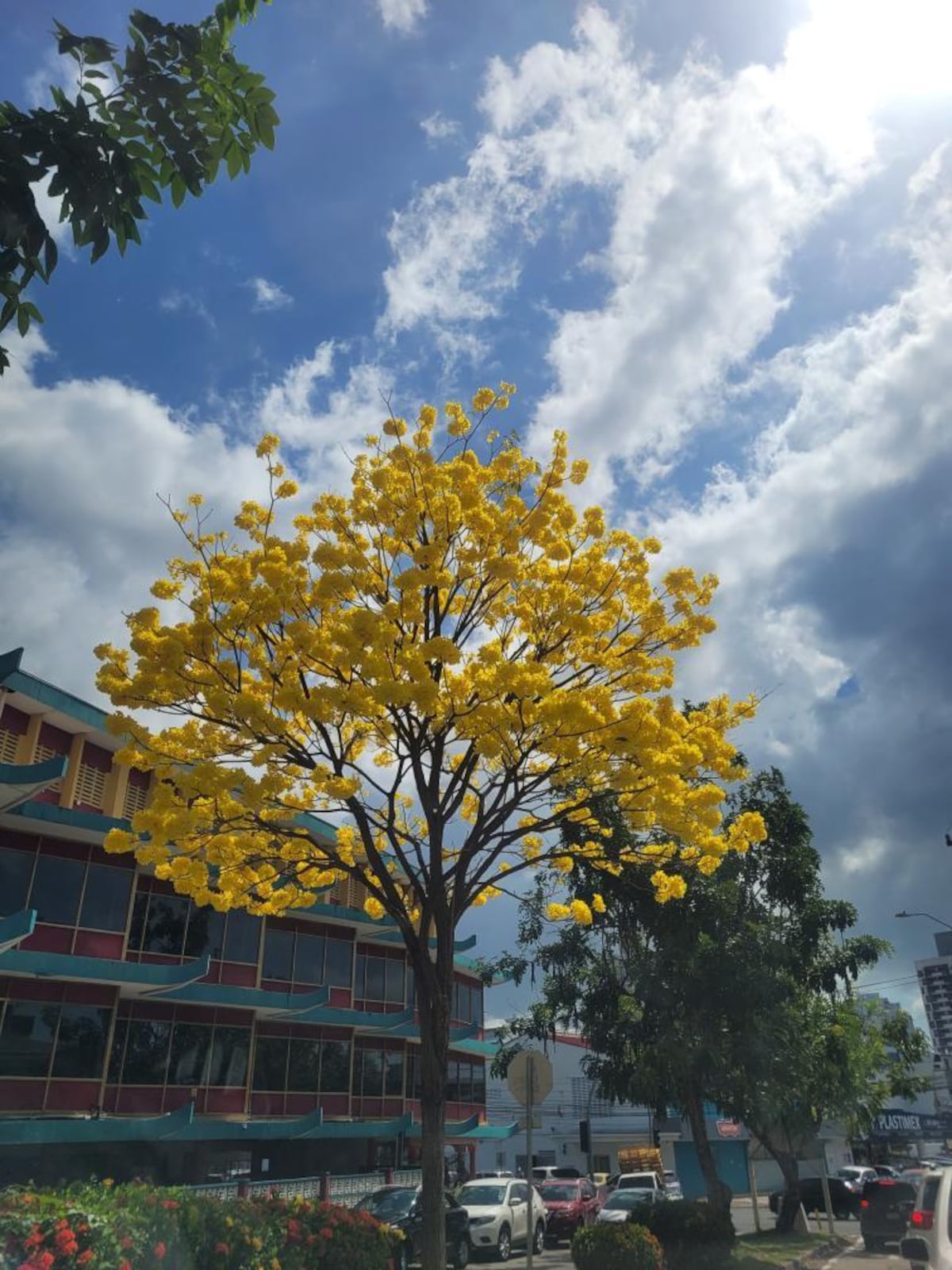 Tour de guayacanes en Panamá y en el interior del país (segunda parte)