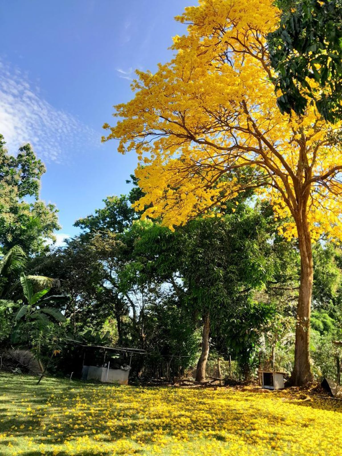 Tour de guayacanes en Panamá y en el interior del país (segunda parte)