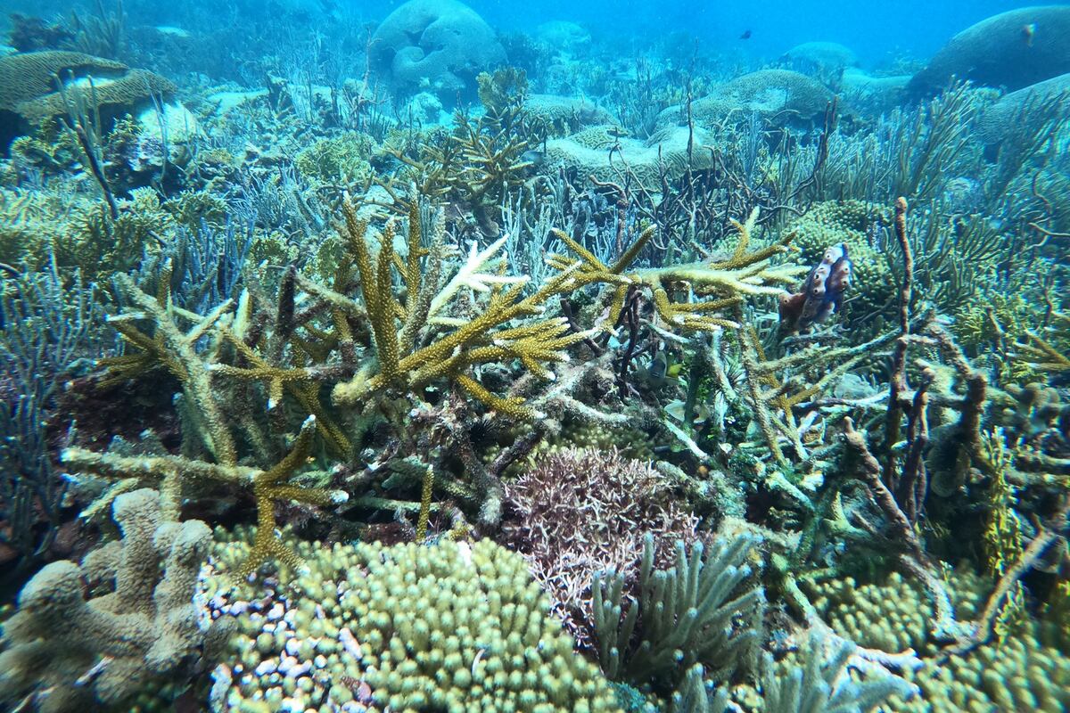 Asfixiando la biodiversidad