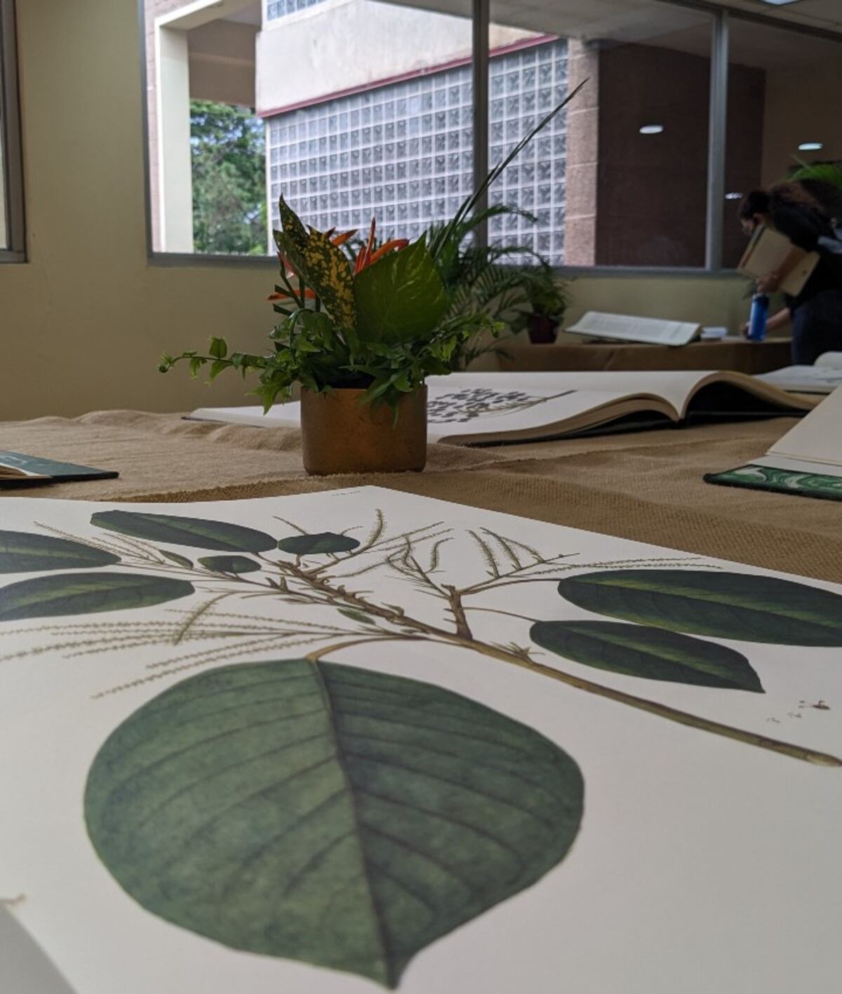 Viaje Botánico en el Tiempo: La Exhibición de José Celestino Mutis en Panamá