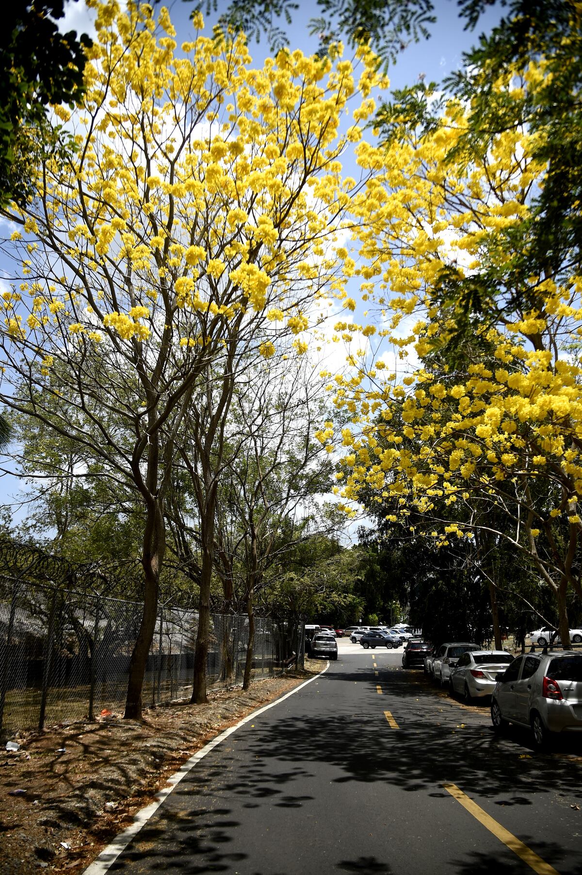 10 fotos de guayacanes en Panamá para poner como fondo de pantalla en tu celular