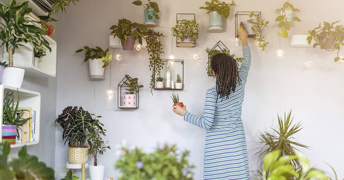 Cómo cuidar mis plantas en temporada seca en Panamá