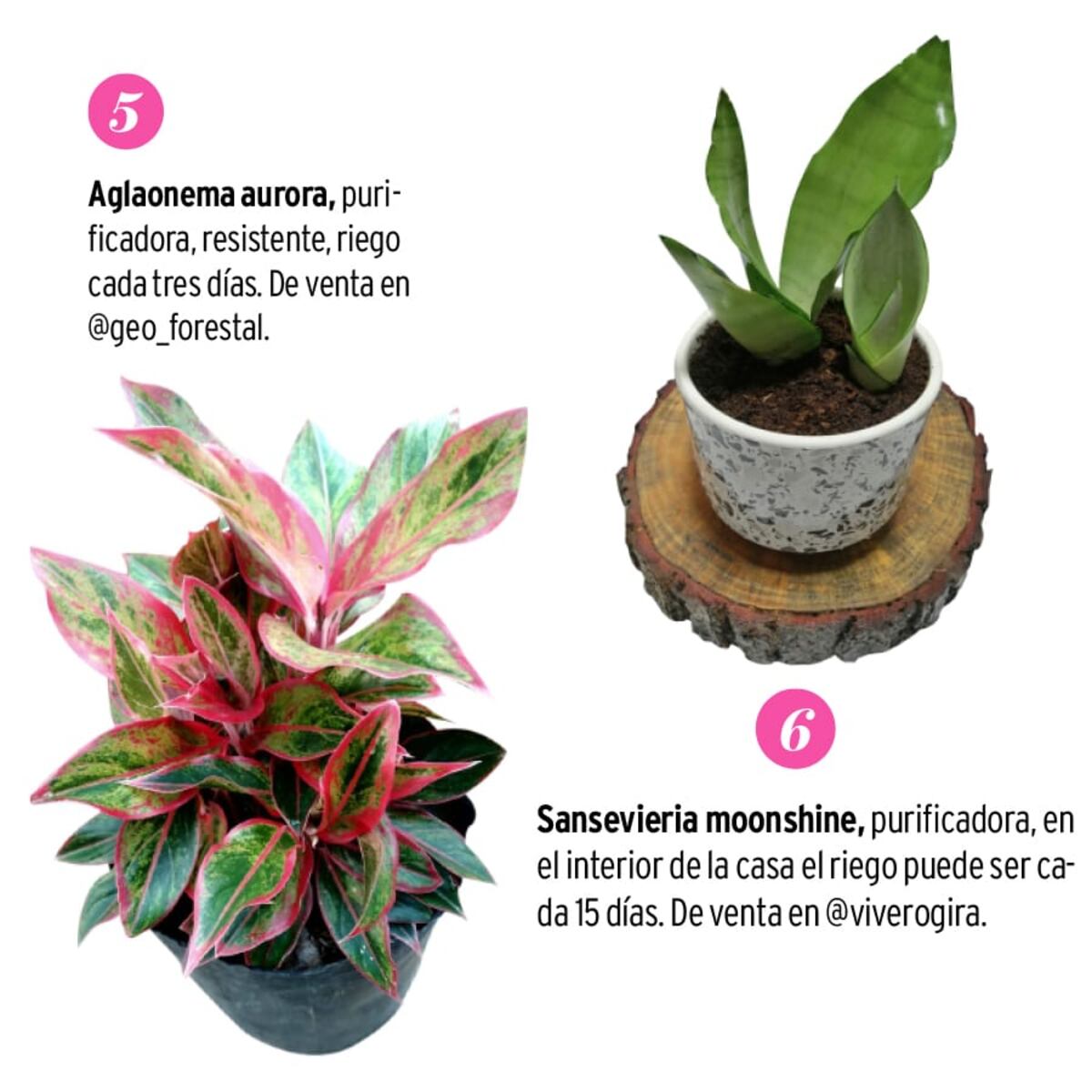 8 plantas para mi escritorio en casa