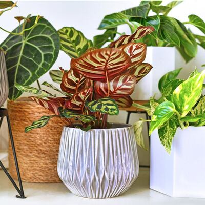 Dónde colocar las plantas (para que vivan felices) en un apartamento