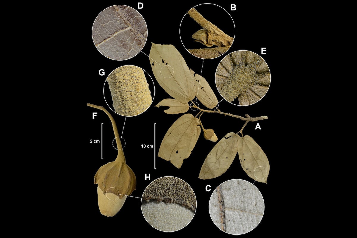 Six New Tree Species Named: 3 from Panama, 3 from Colombia