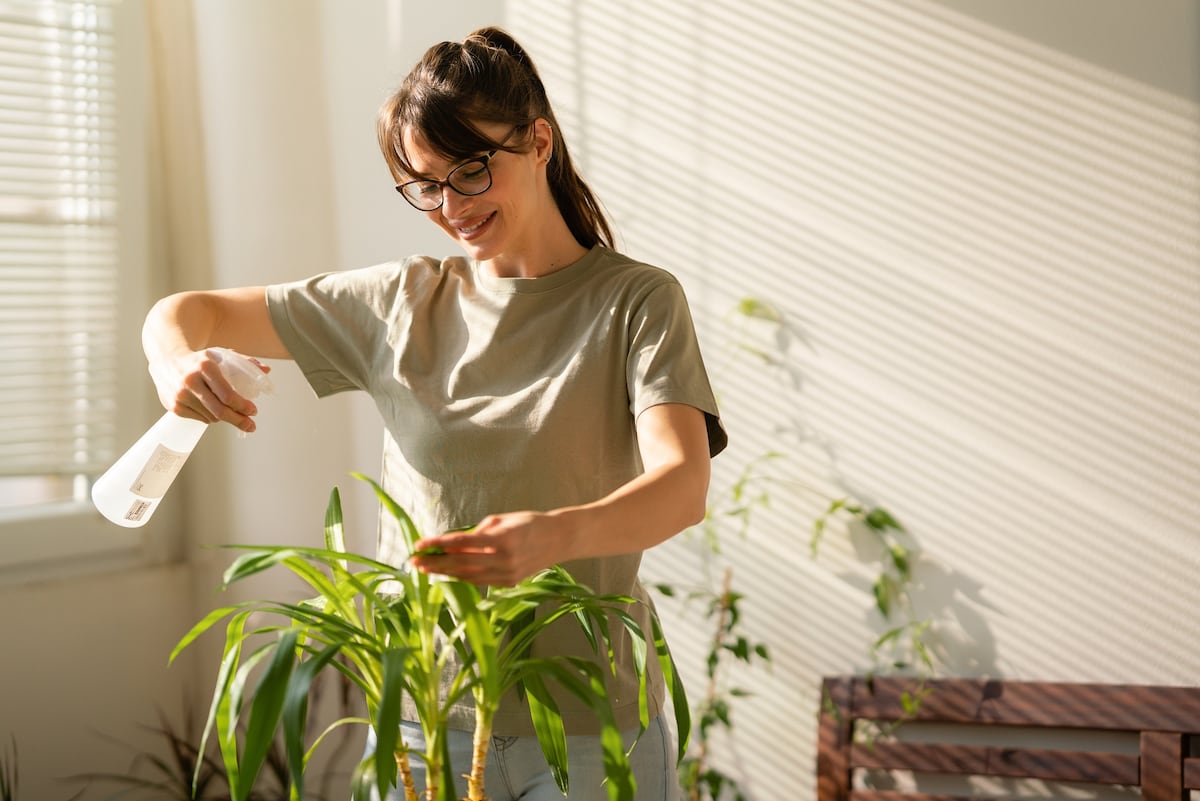 Cuándo regar las plantas sin atentar contra ellas