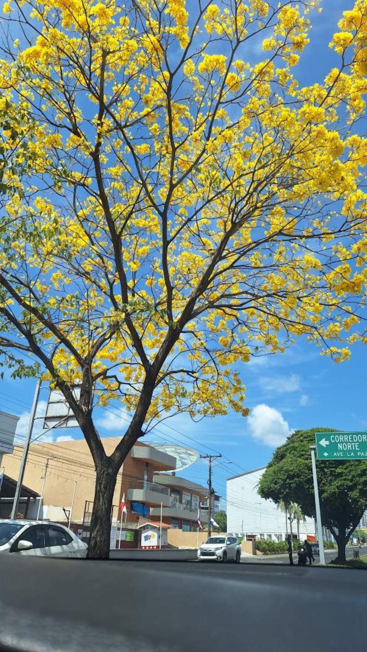 Tour de guayacanes en Panamá y en el interior del país (segunda parte)