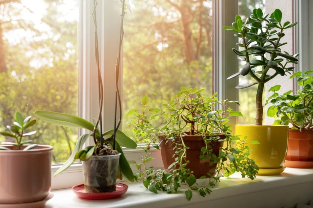 Rocíar, abonar y otros mimos para tus plantas en cuarentena