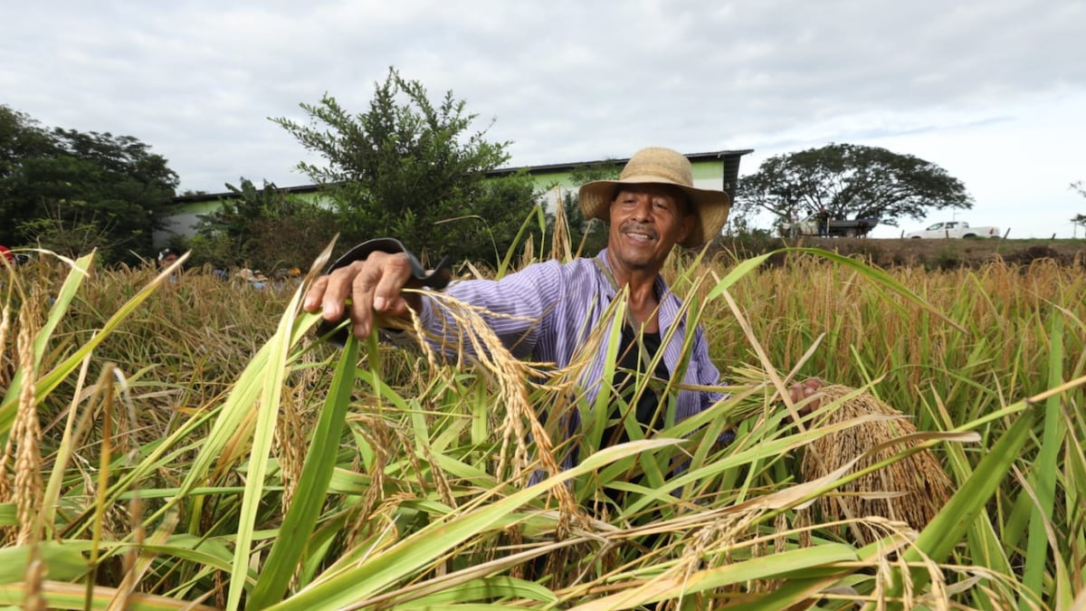 Tradicional junta de corta de arroz en El Ejido de Los Santos