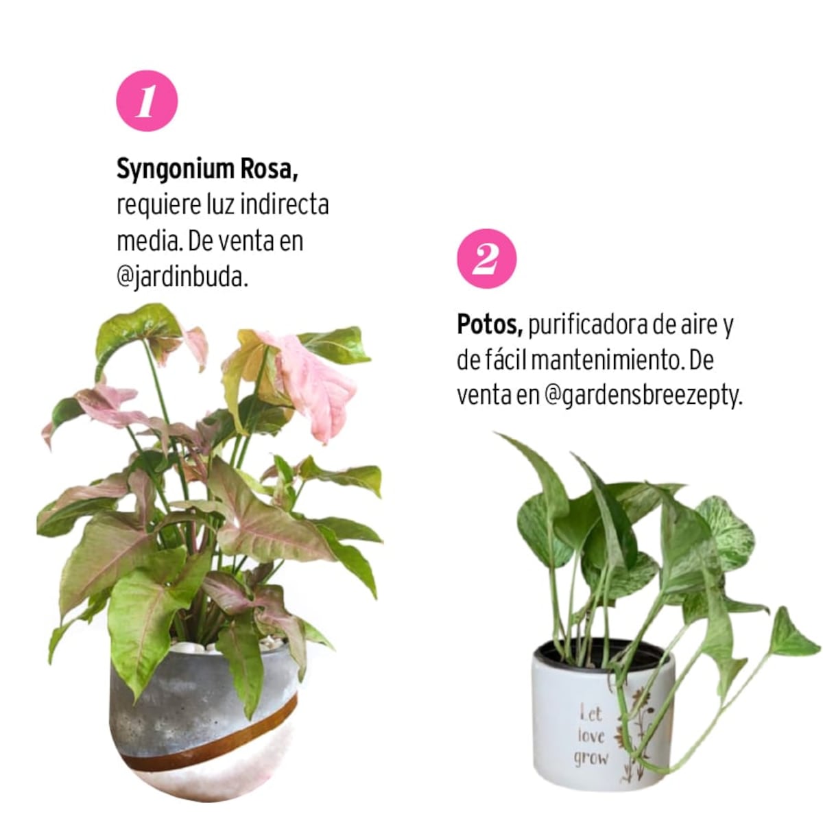 8 plantas para mi escritorio en casa