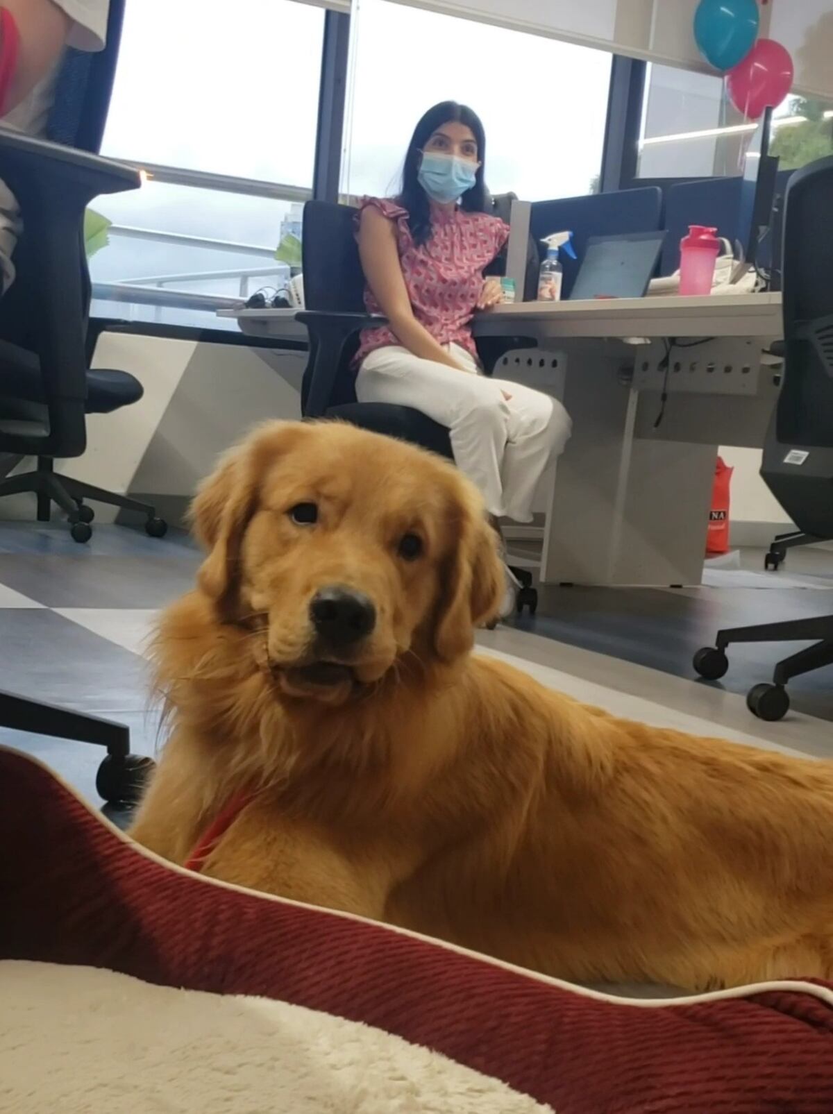 ¿Mascotas en la oficina? Así lo logró esta oficina en Panamá