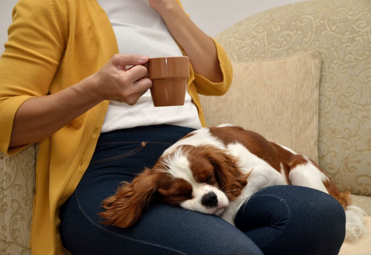 12 señales que muestran que tu perro es quien manda en casa