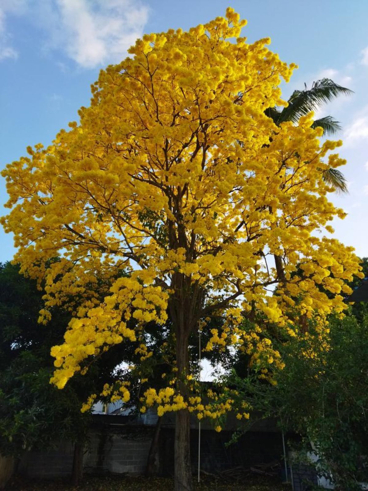 Tour de guayacanes en Panamá y en el interior del país (segunda parte)